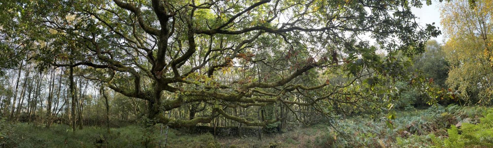 Holiday home Forest Retreat *